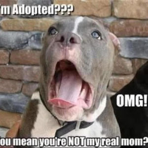 Meet your Posher, Kohl